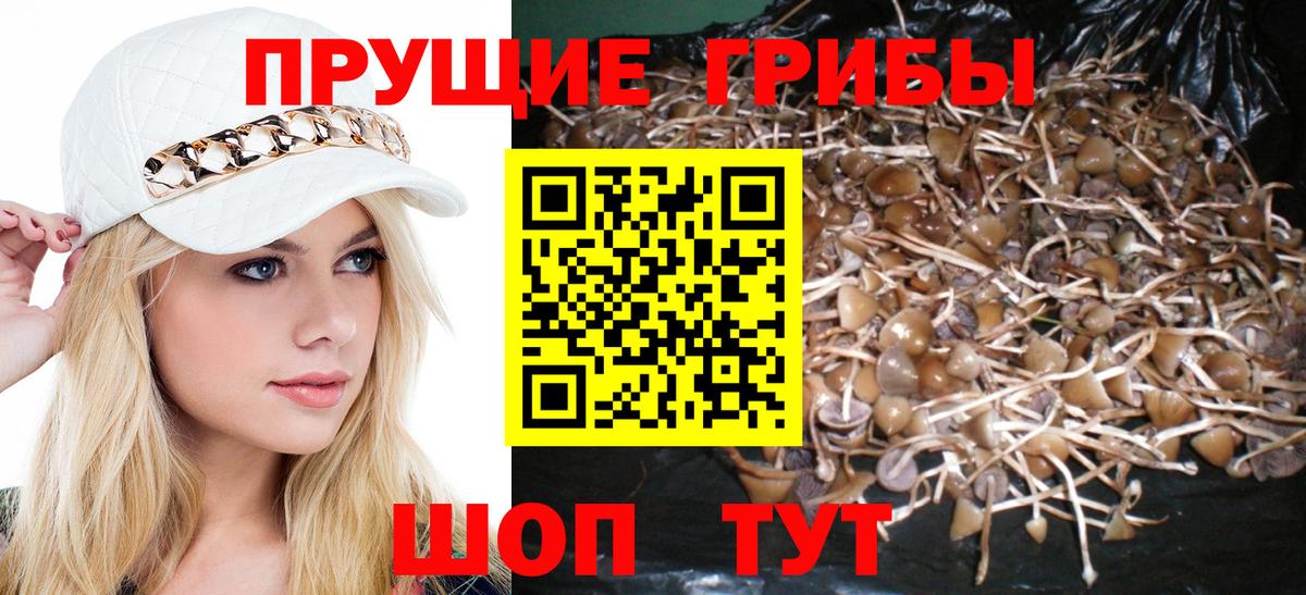 Галлюциногенные грибы Psilocybe Кудрово
